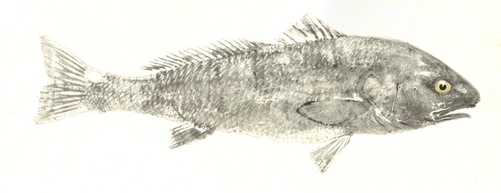 06426