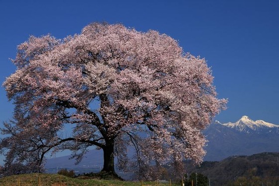 cherryblossam_2016_3