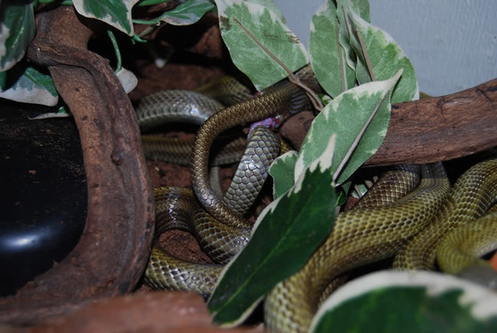 ratsnake_5