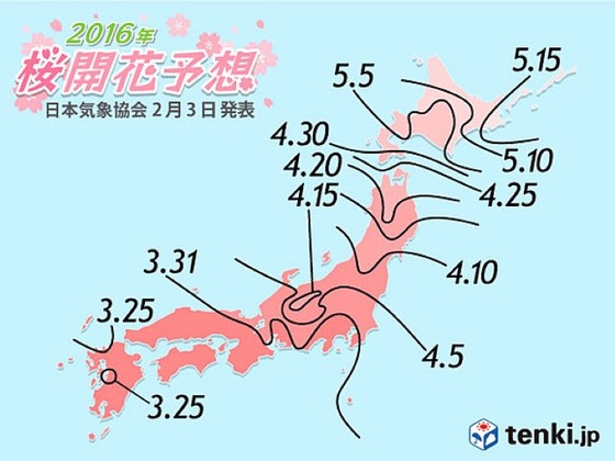 cherryblossam_2016_4