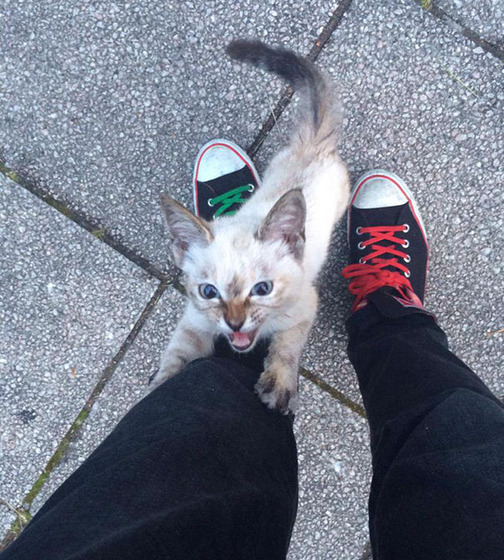 vell_cat_1