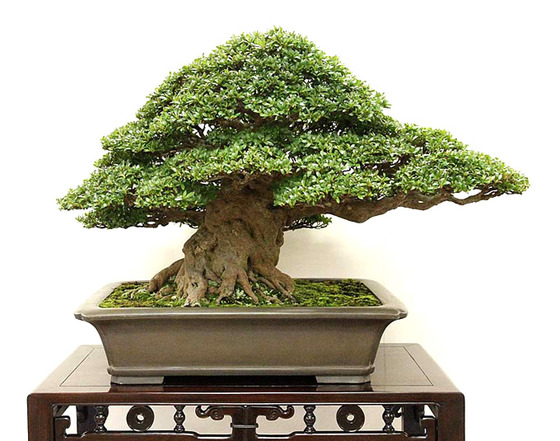 bonsai_style_4