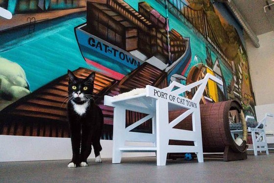 catland_1_1