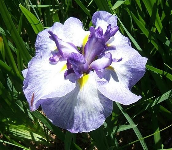 00431
