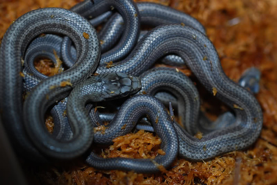 ratsnake_14