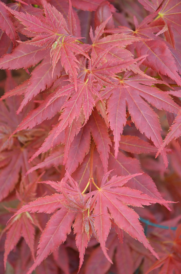 maple_4