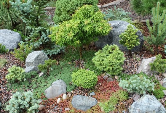 maple_15