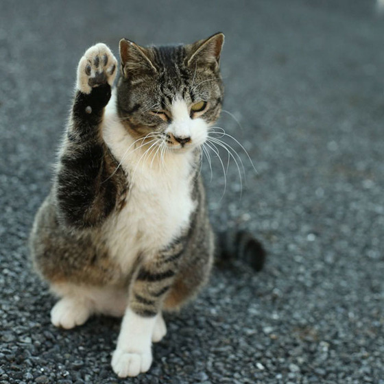 japanese_stray_cat_21