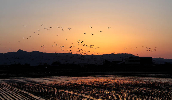 bird_japan_17