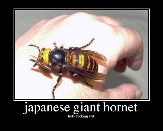 insect_japan