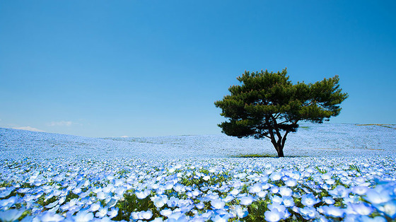 hitachi-seaside-park1