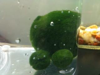 marimo15