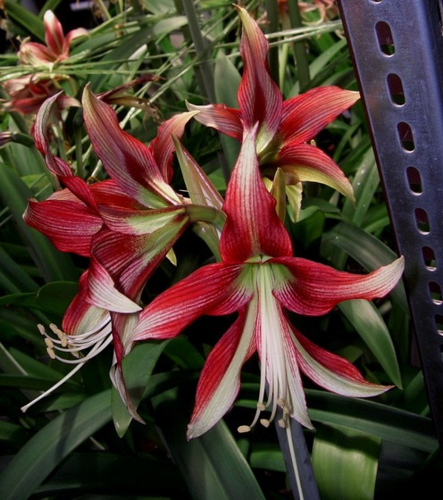 Amaryllis9