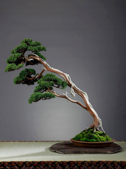 bonsai_style_5