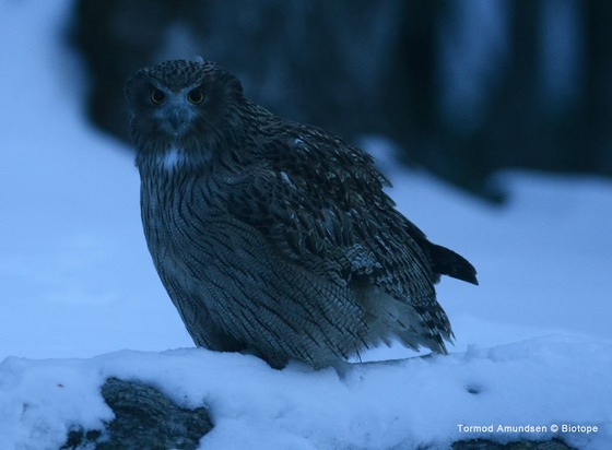 bird_japan_3