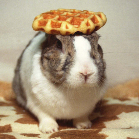 animal_celeb_japan7