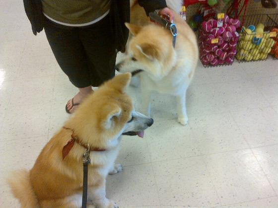 japanesedog_6
