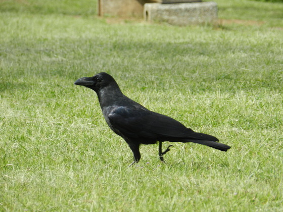 swedish_japan_trip_62