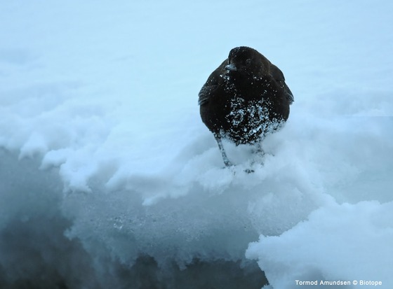 bird_japan_37