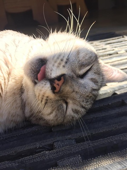 japanese_stray_cat_49