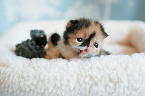 animal_celeb_japan5