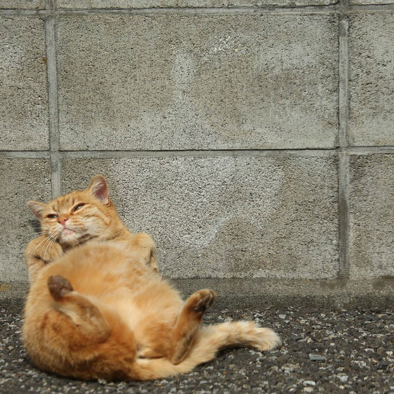 japanese_stray_cat_6