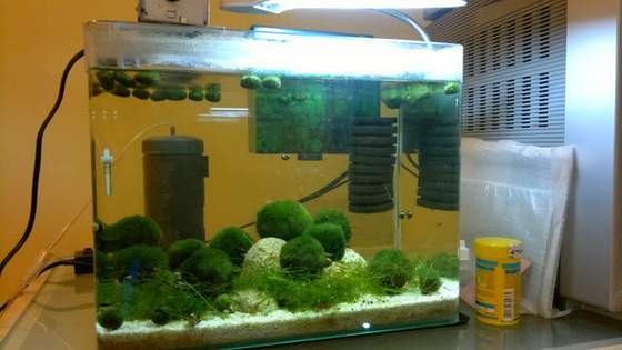 marimo11