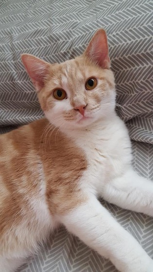vell_cat_6