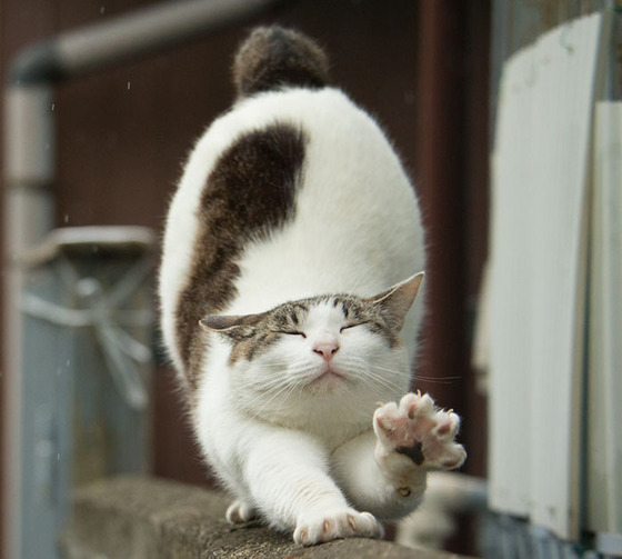 japanese_stray_cat_9