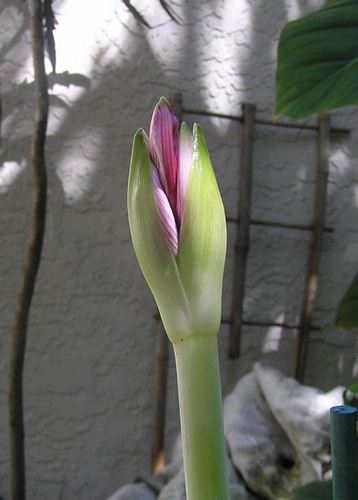 Amaryllis4