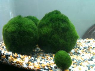 marimo14