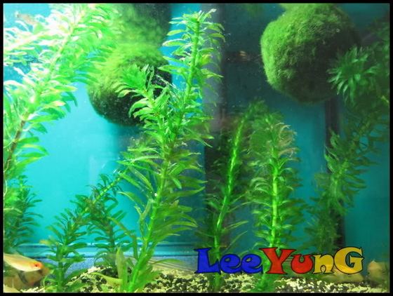 marimo7