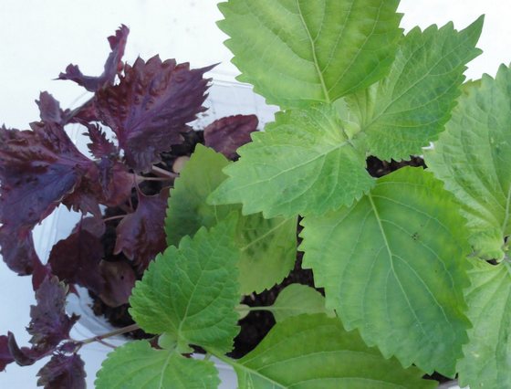 shiso