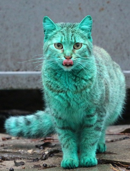 2014_cats_14