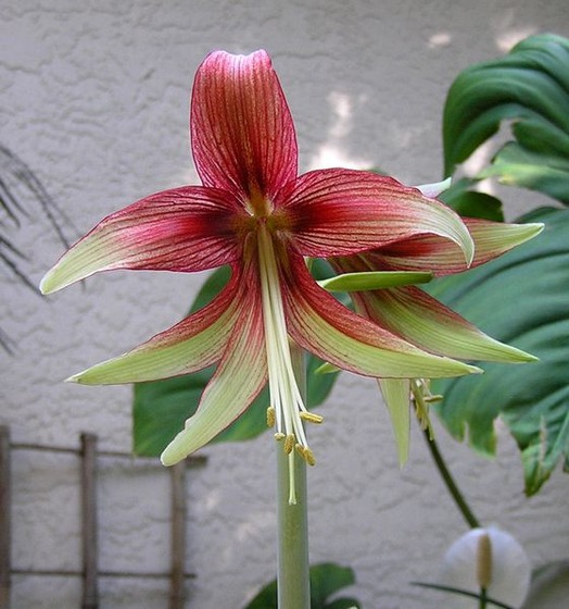 Amaryllis12