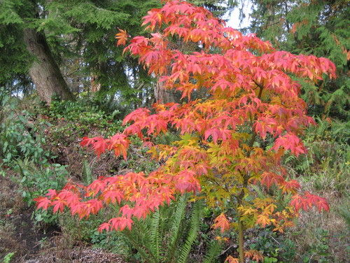 maple_7