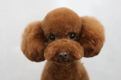 poodle_japanstyle_trim_19