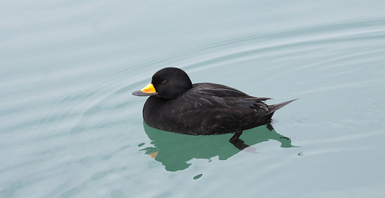 bird_japan_6