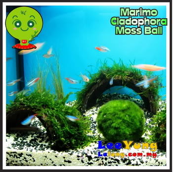 marimo3