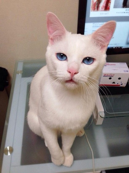 2014_cats_1_1