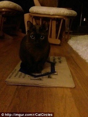 cat_circle6