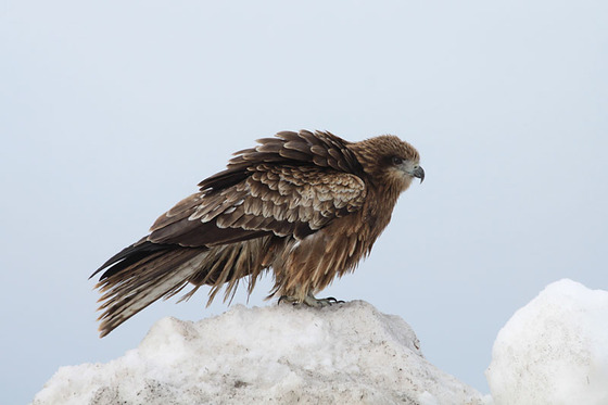 bird_japan_7