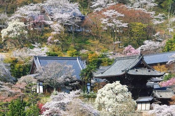 cherryblossam_2016_2