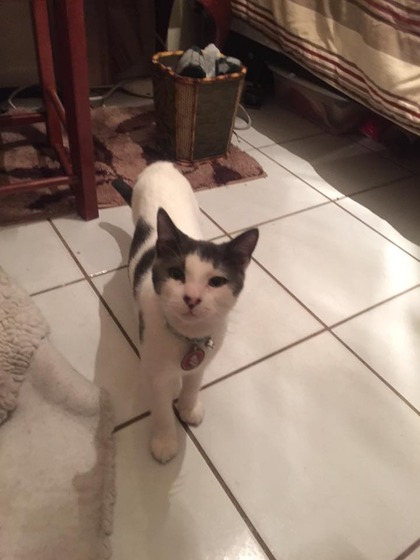 vell_cat_12
