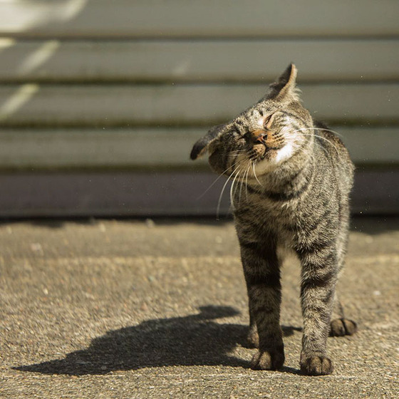 japanese_stray_cat_36