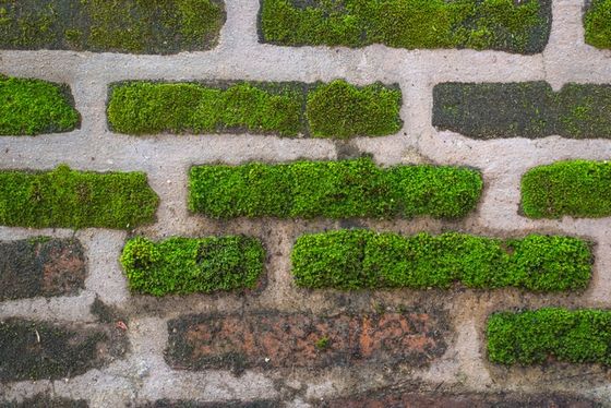 moss_4