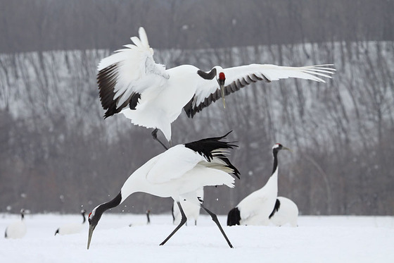 bird_japan_3