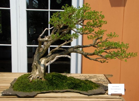 bonsai_style_9