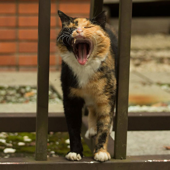 japanese_stray_cat_41