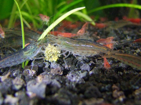 yamatoshrimp_15